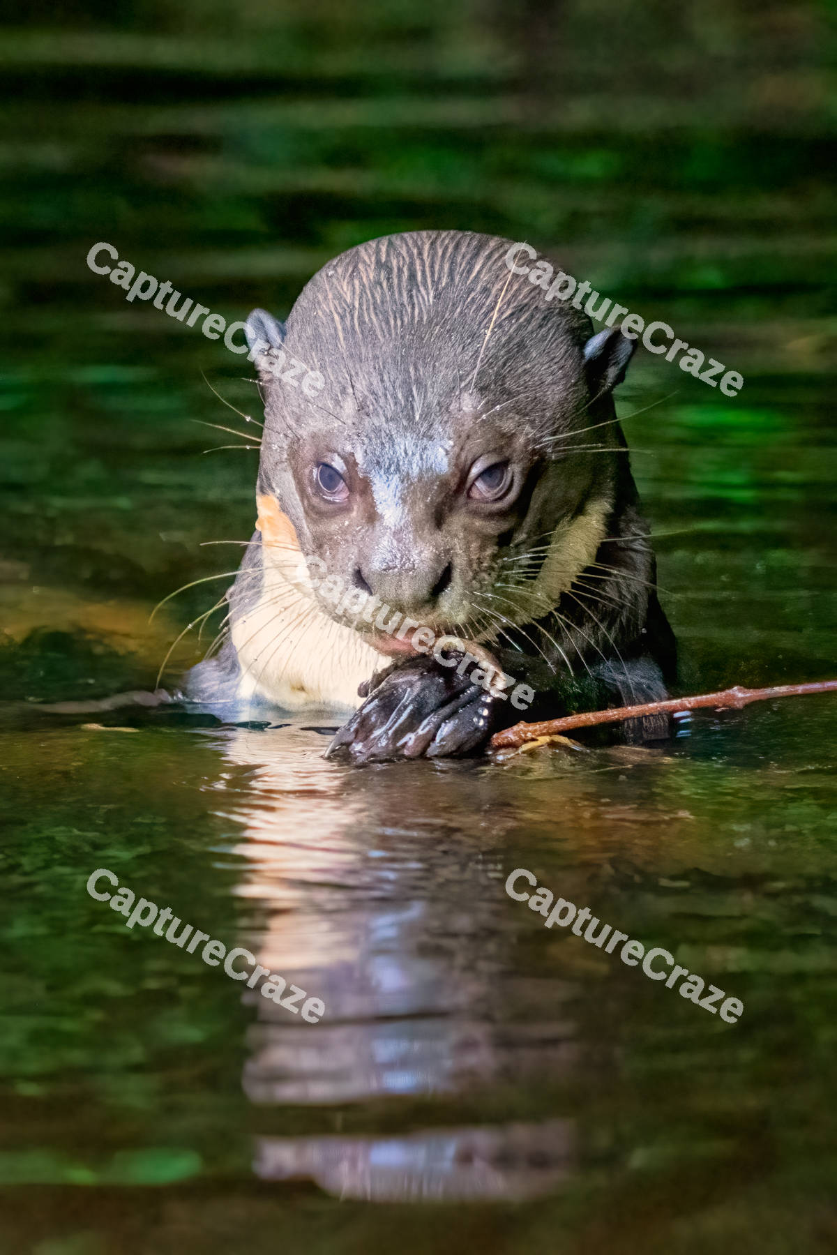 Baby otter in the river